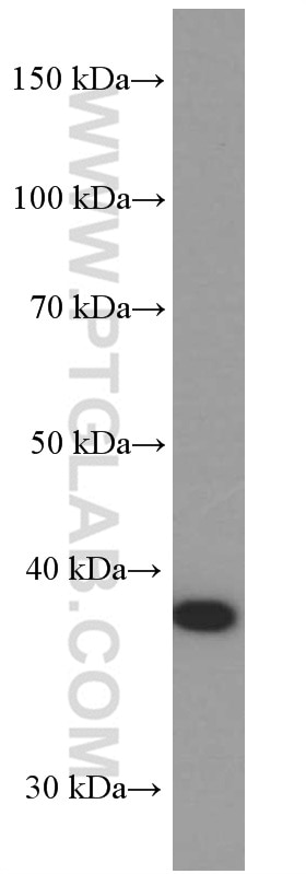 Western Blot (WB) analysis of human heart tissue using p38 MAPK Monoclonal antibody (66234-1-Ig)