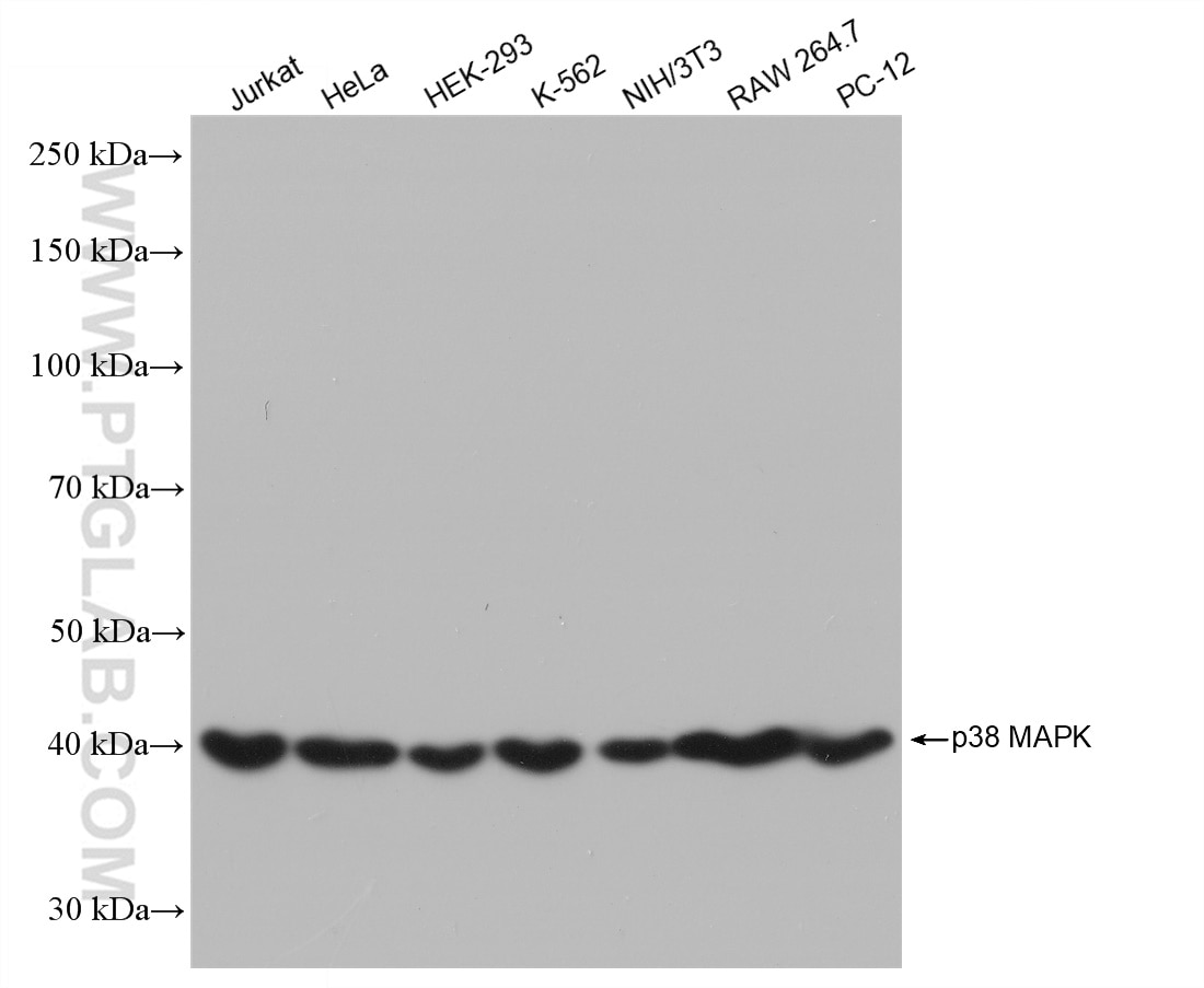 WB analysis using 80821-2-RR