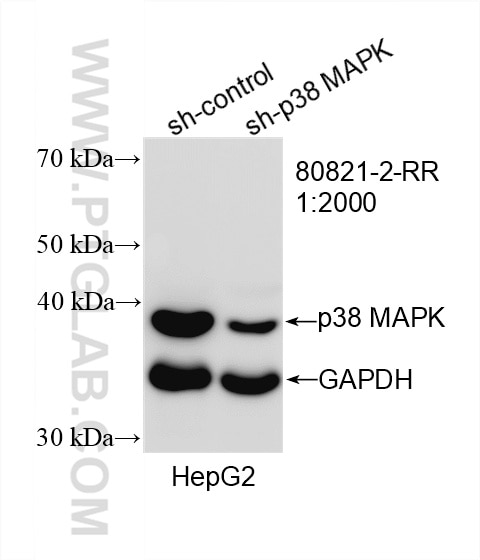 Western Blot (WB) analysis of HepG2 cells using p38 MAPK Recombinant antibody (80821-2-RR)