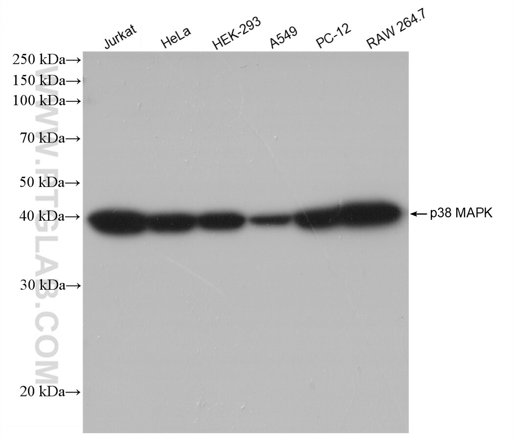 Western Blot (WB) analysis of various lysates using p38 MAPK Recombinant antibody (80821-3-RR)