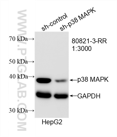 Western Blot (WB) analysis of HepG2 cells using p38 MAPK Recombinant antibody (80821-3-RR)