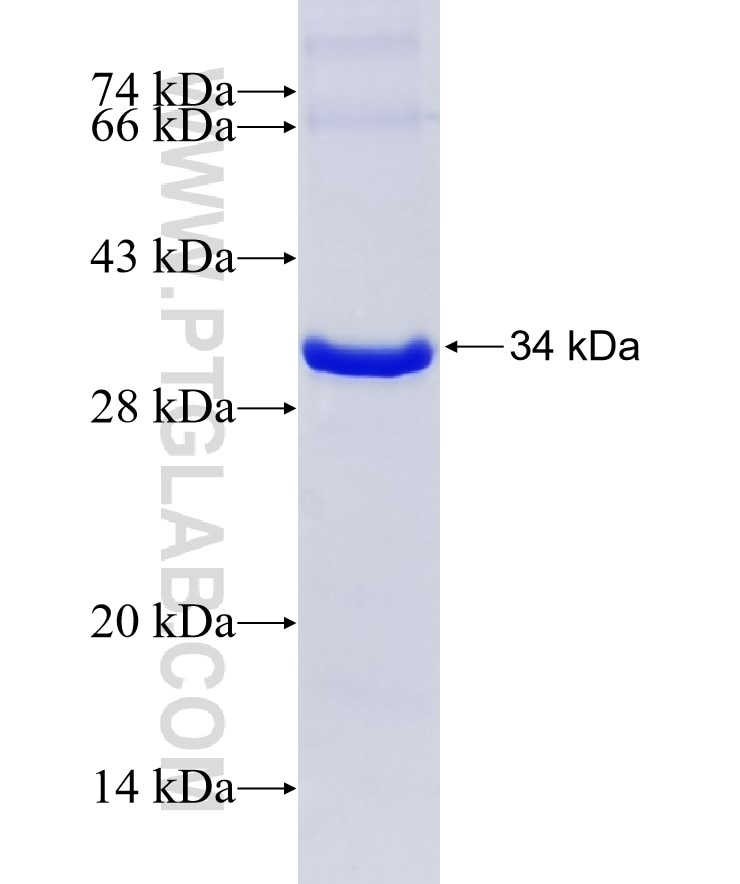 p38 MAPK fusion protein Ag5797 SDS-PAGE