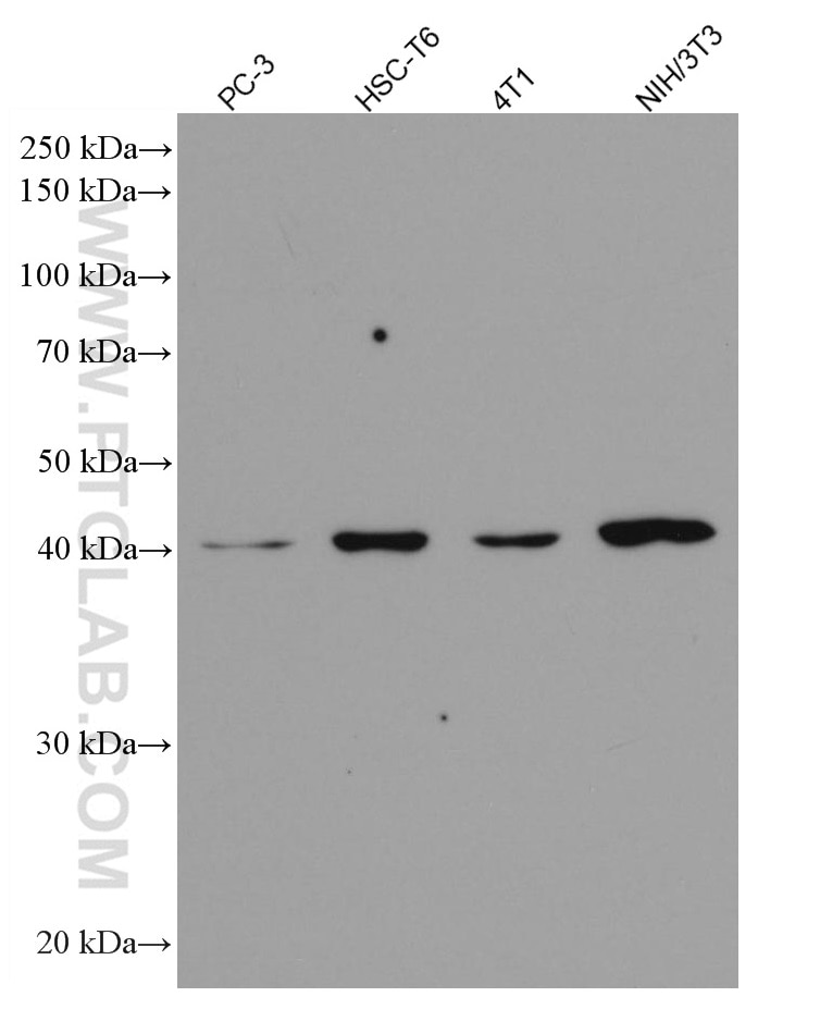 Western Blot (WB) analysis of various lysates using p504S,AMACR Monoclonal antibody (60240-1-Ig)
