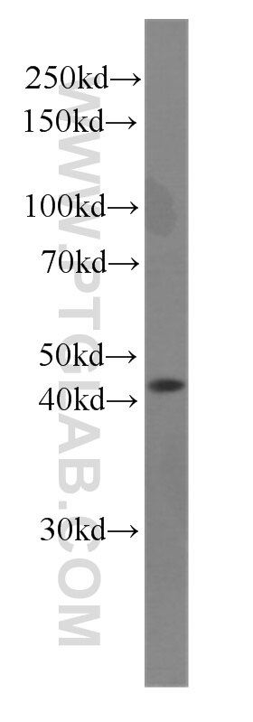 Western Blot (WB) analysis of HEK-293 cells using p504S,AMACR Monoclonal antibody (60240-1-Ig)