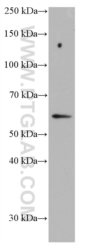 Western Blot (WB) analysis of HeLa cells using p57Kip2 Monoclonal antibody (66794-1-Ig)