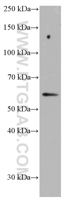 WB analysis of HeLa using 66794-1-Ig