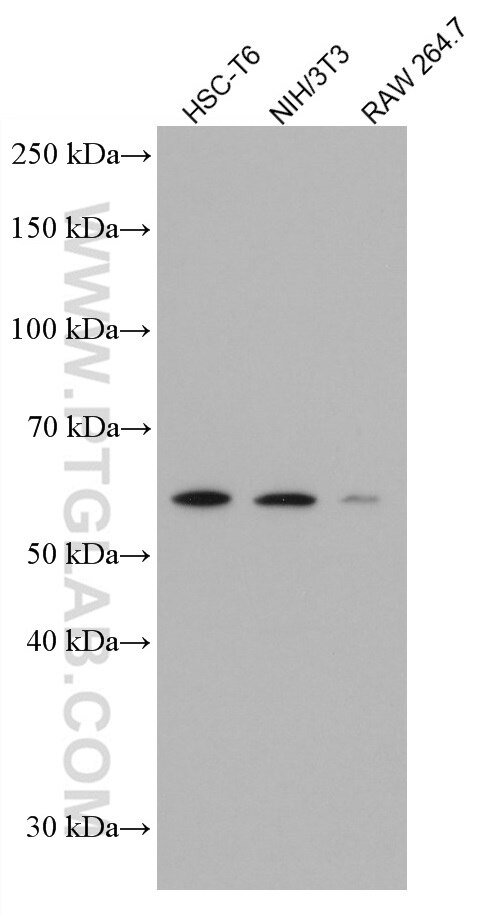 Western Blot (WB) analysis of various lysates using p57Kip2 Monoclonal antibody (66794-1-Ig)