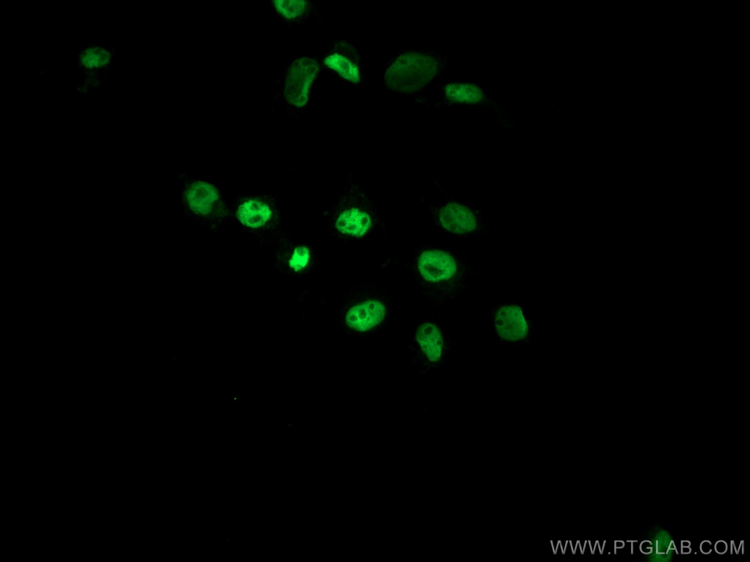 Immunofluorescence (IF) / fluorescent staining of A431 cells using CoraLite® Plus 488-conjugated p63 Polyclonal antib (CL488-12143)