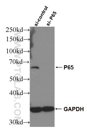 WB analysis of HEK-293 using 66535-1-Ig