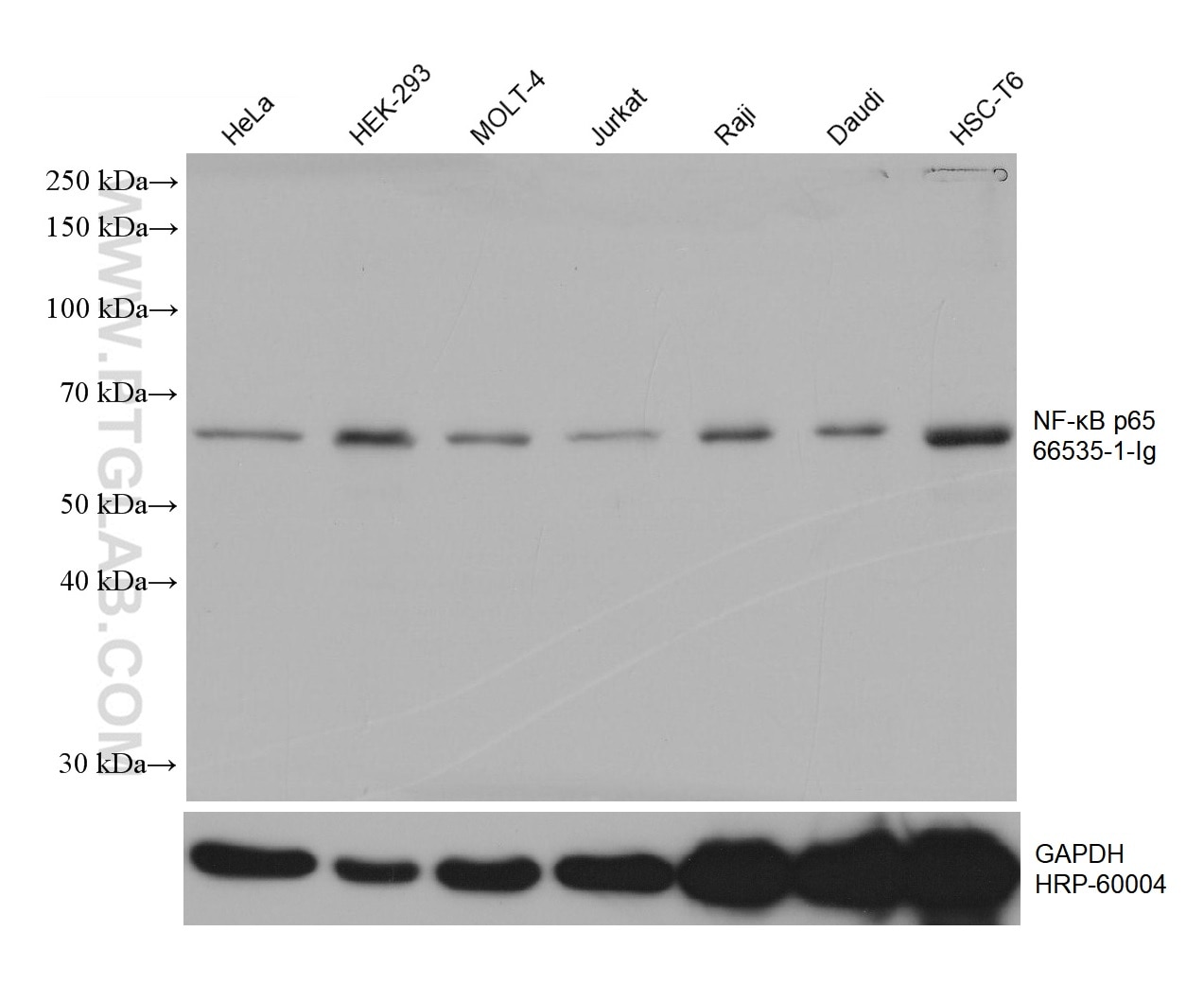 Western Blot (WB) analysis of various lysates using NF-κB p65 Monoclonal antibody (66535-1-Ig)