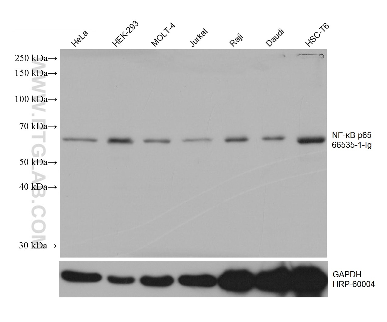 WB analysis using 66535-1-Ig