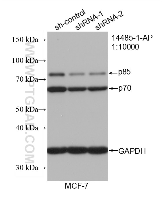 Western Blot (WB) analysis of MCF-7 cells using p70(S6K) Polyclonal antibody (14485-1-AP)