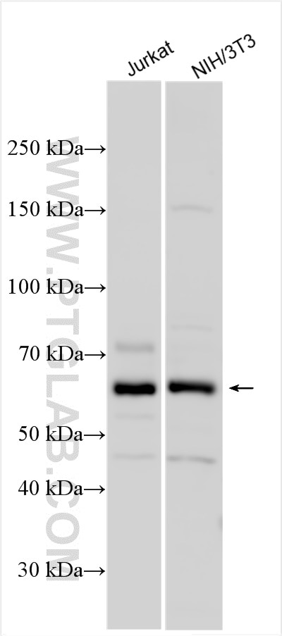 Western Blot (WB) analysis of various lysates using p70(S6K) Polyclonal antibody (14485-1-AP)