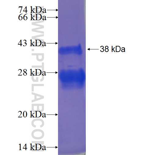 p70(S6K) fusion protein Ag24073 SDS-PAGE