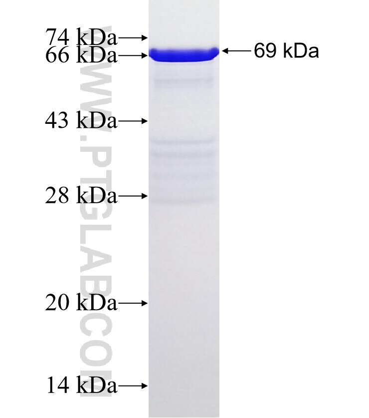 p70(S6K) fusion protein Ag5883 SDS-PAGE