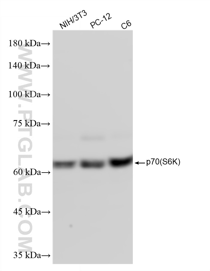 WB analysis using 87391-2-RR Western Blot (WB) analysis of various lysates using p70(S6K) Recombinant monoclonal antibody (87391-2-RR)
