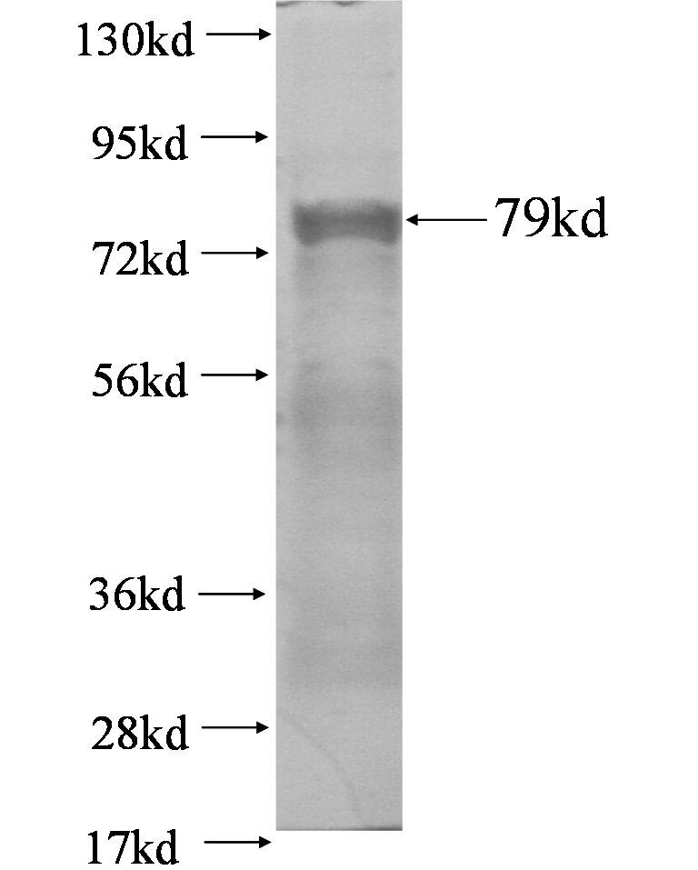 pab1 fusion protein Ag0726 SDS-PAGE