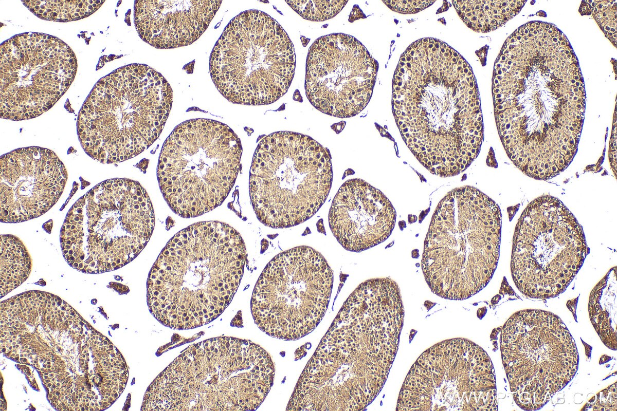 Immunohistochemistry (IHC) staining of mouse testis tissue using AKT Polyclonal antibody (27809-1-AP)