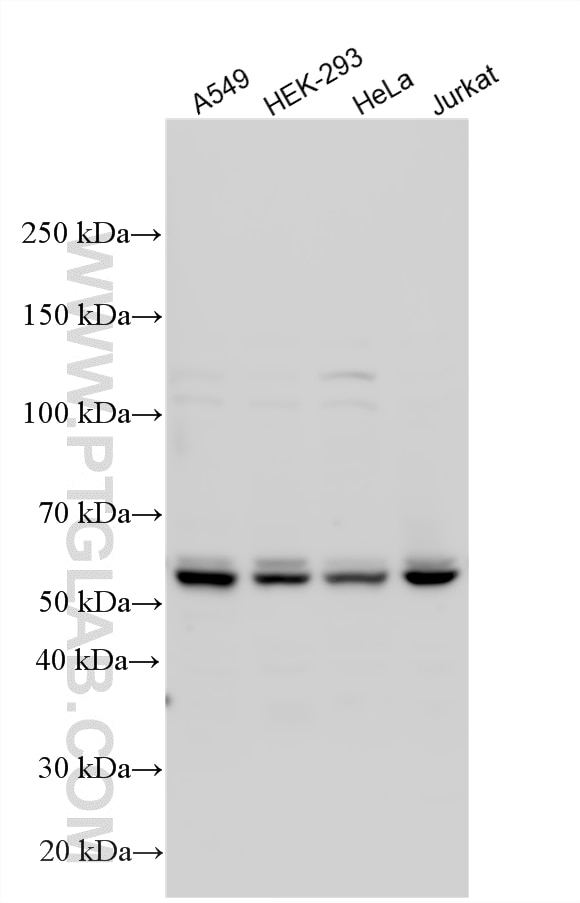 Western Blot (WB) analysis of various lysates using AKT Polyclonal antibody (27809-1-AP)