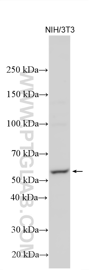 Western Blot (WB) analysis of various lysates using AKT Polyclonal antibody (27809-1-AP)