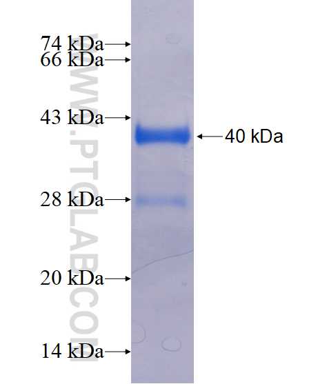 pan-PAX fusion protein Ag16018 SDS-PAGE