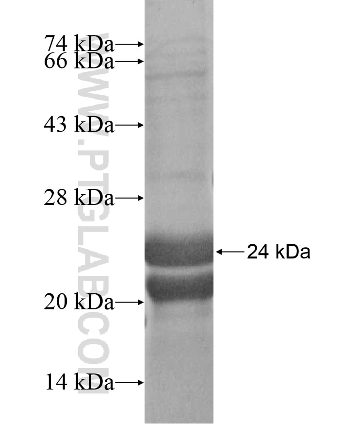 pan-PAX fusion protein Ag17051 SDS-PAGE