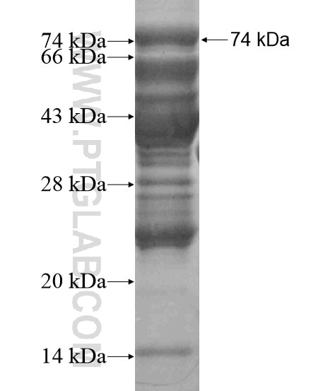 pan-PAX fusion protein Ag19007 SDS-PAGE