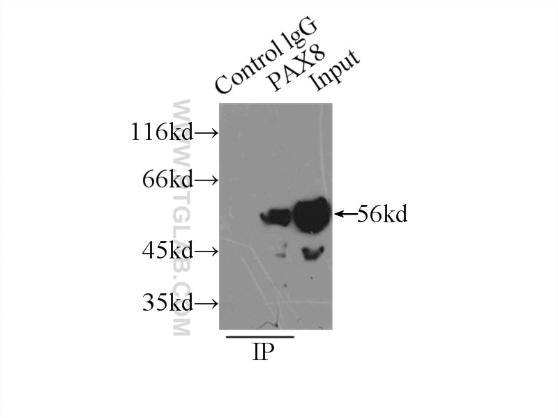 Immunoprecipitation (IP) experiment of SKOV-3 cells using Pan-PAX Polyclonal antibody (21383-1-AP)