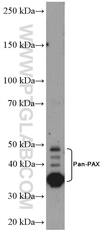 Western Blot (WB) analysis of A2780 cells using Pan-PAX Polyclonal antibody (21383-1-AP)