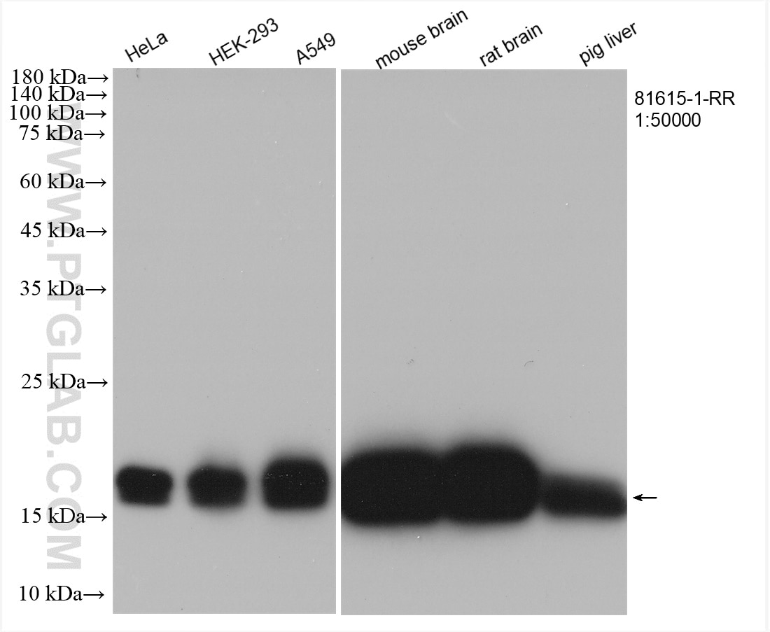 Western Blot (WB) analysis of various lysates using pan-RAS Recombinant antibody (81615-1-RR)