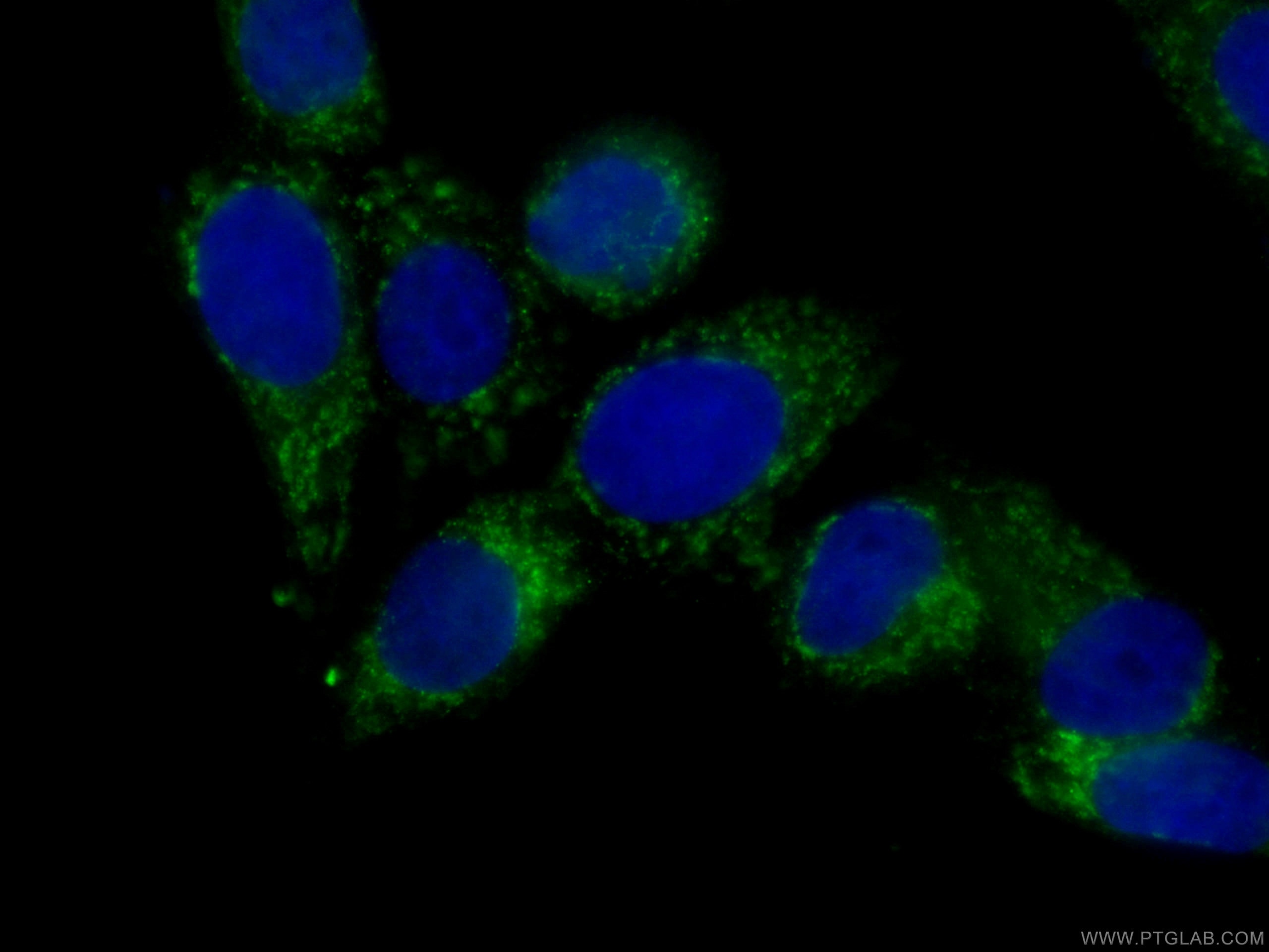 Immunofluorescence (IF) / fluorescent staining of MCF-7 cells using CoraLite® Plus 488-conjugated peroxiredoxin 2 Mono (CL488-60202)