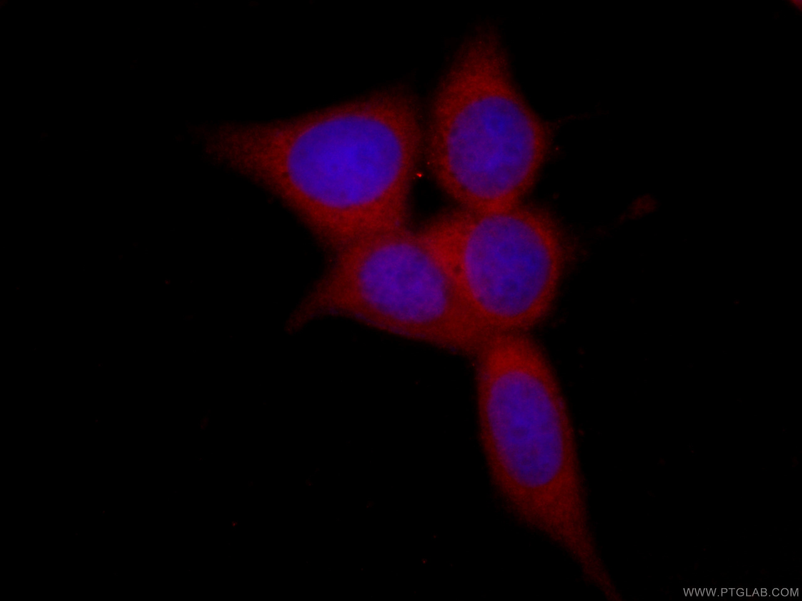 Immunofluorescence (IF) / fluorescent staining of MCF-7 cells using CoraLite®594-conjugated peroxiredoxin 2 Monoclonal (CL594-60202)