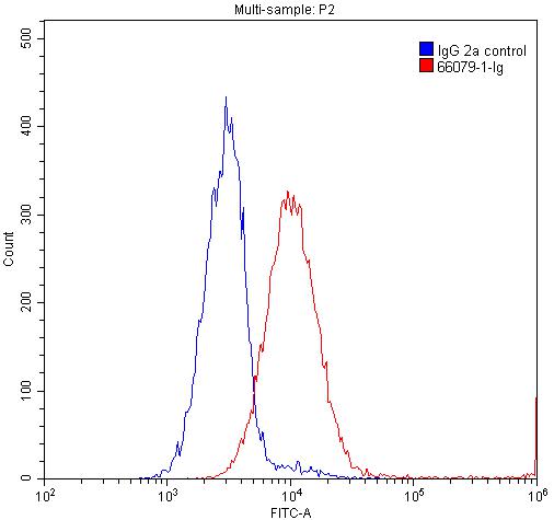 FC experiment of Jurkat using 66079-1-Ig