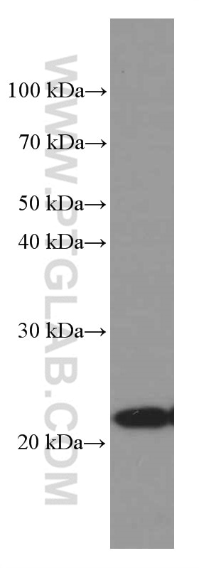 Western Blot (WB) analysis of Jurkat cells using Phospho-TDP43 (Ser403/404) Monoclonal antibody (66079-1-Ig)