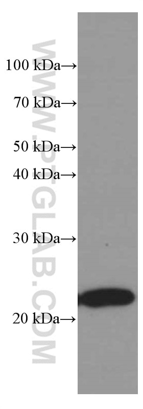 Western Blot (WB) analysis of K-562 cells using Phospho-TDP43 (Ser403/404) Monoclonal antibody (66079-1-Ig)