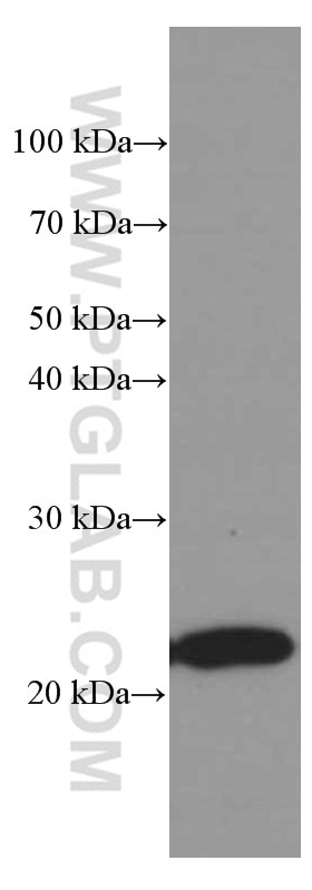 WB analysis of K-562 using 66079-1-Ig