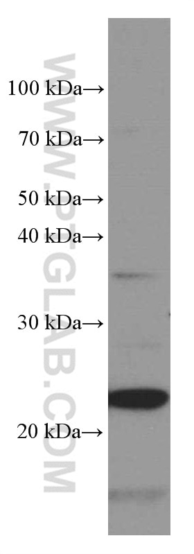 Western Blot (WB) analysis of RAW 264.7 cells using Phospho-TDP43 (Ser403/404) Monoclonal antibody (66079-1-Ig)