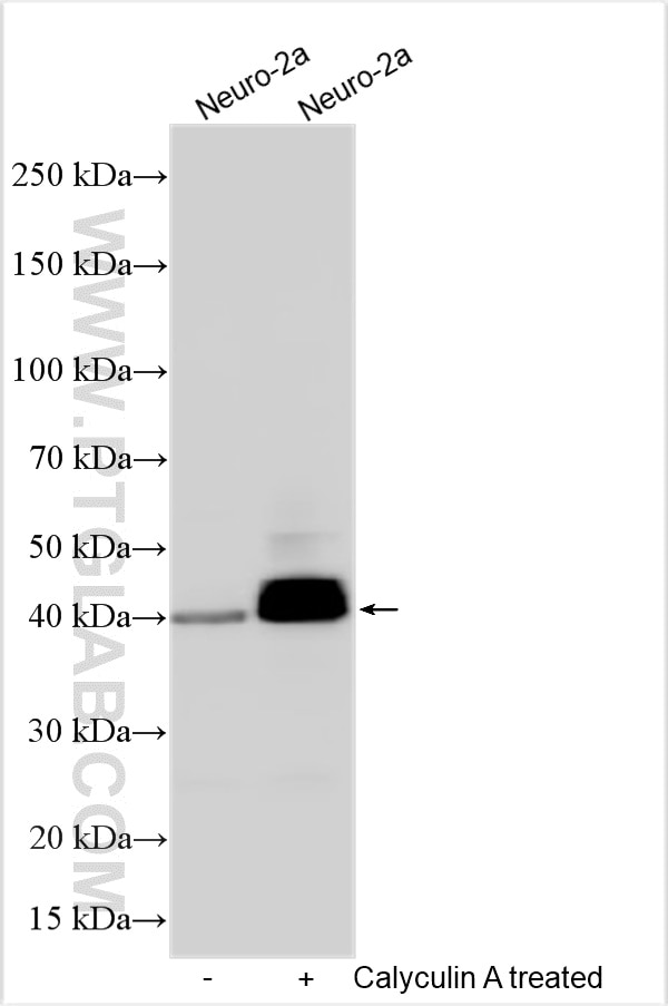 Western Blot (WB) analysis of various lysates using Phospho-TDP43 (Ser409/410) Polyclonal antibody (22309-1-AP)