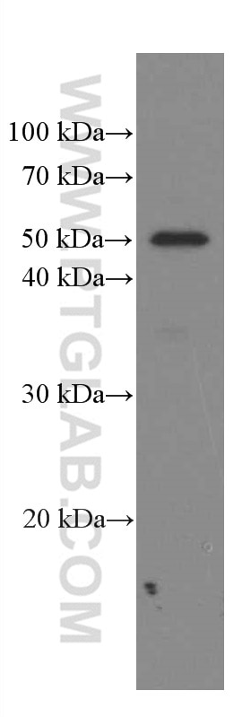Western Blot (WB) analysis of HEK-293 cells using Phospho-TDP43 (Ser409/410) Monoclonal antibody (66318-1-Ig)