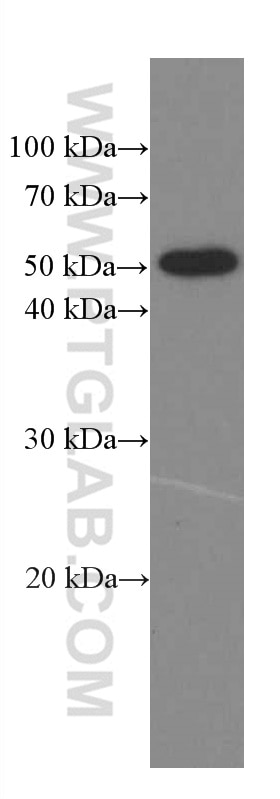Western Blot (WB) analysis of C6 cells using Phospho-TDP43 (Ser409/410) Monoclonal antibody (66318-1-Ig)