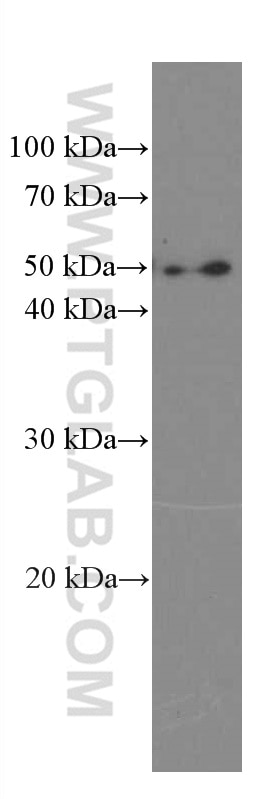 Western Blot (WB) analysis of Neuro-2a cells using Phospho-TDP43 (Ser409/410) Monoclonal antibody (66318-1-Ig)