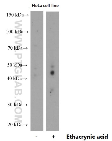 Western Blot (WB) analysis of HeLa cells using Phospho-TDP43 (Ser409/410) Monoclonal antibody (66318-1-Ig)