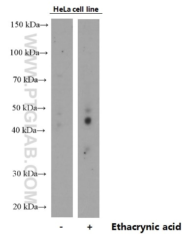 WB analysis of HeLa using 66318-1-Ig