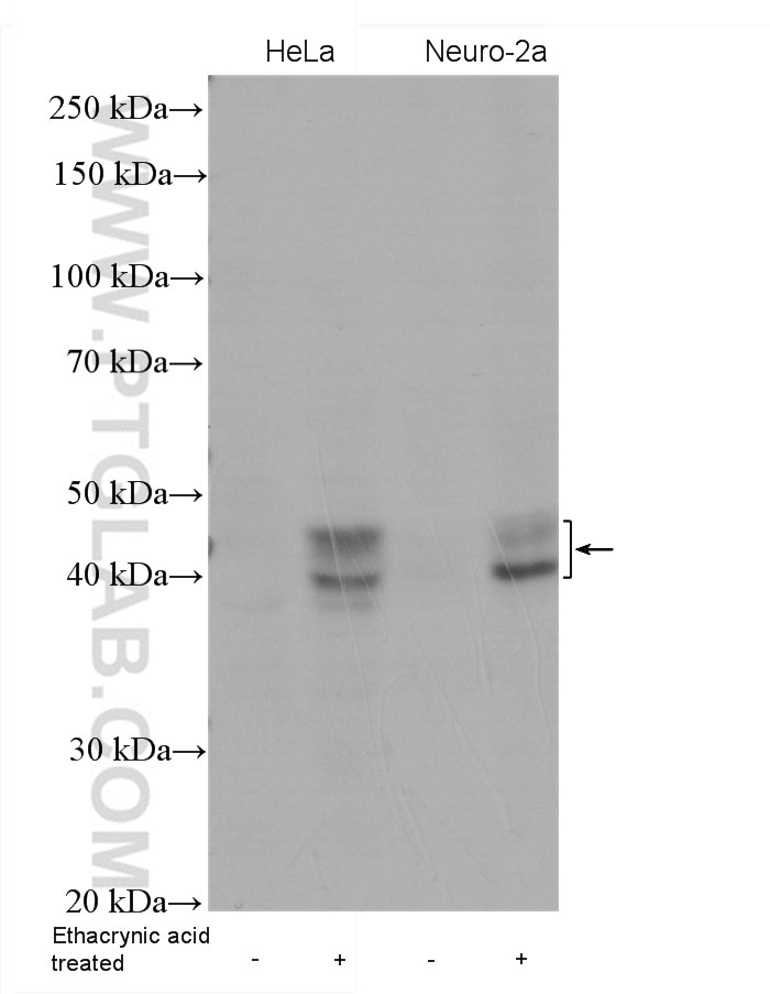 Western Blot (WB) analysis of HeLa cells using Phospho-TDP43 (Ser409/410) Recombinant antibody (80007-1-RR)
