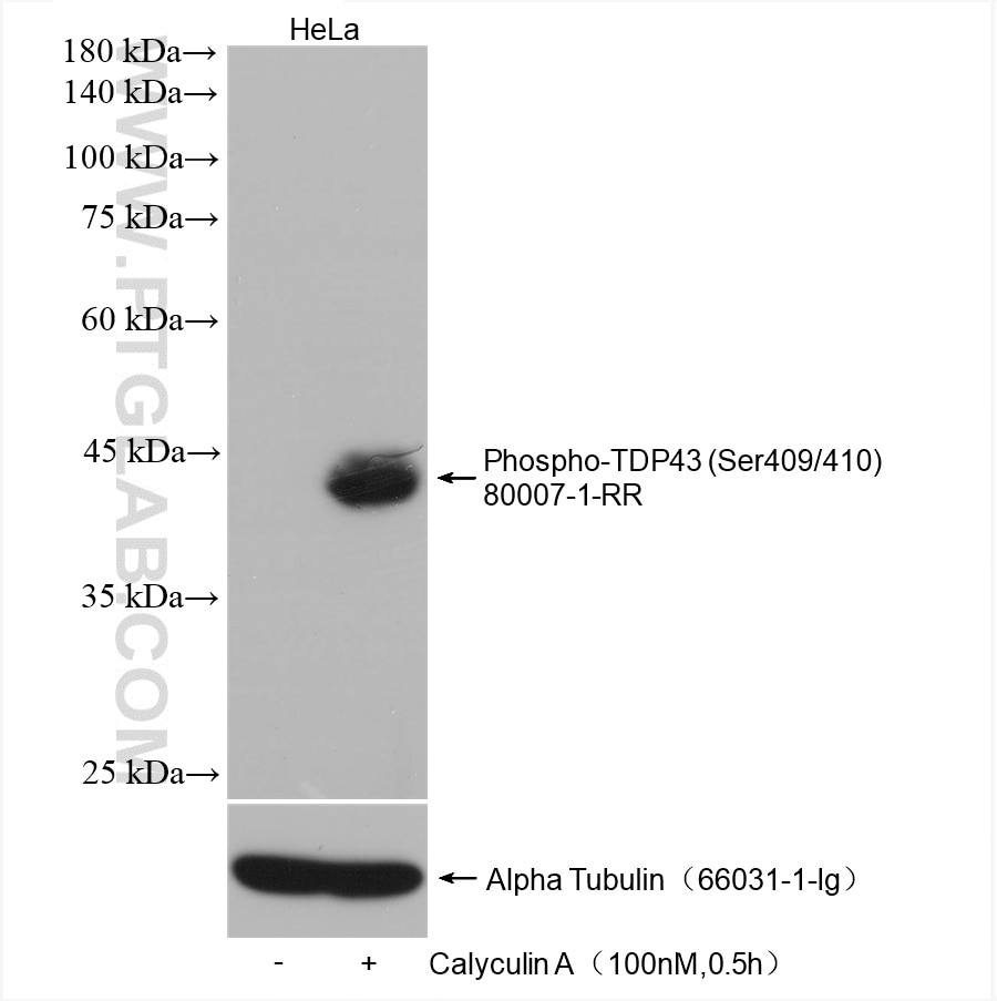 Western Blot (WB) analysis of HeLa cells using Phospho-TDP43 (Ser409/410) Recombinant antibody (80007-1-RR)