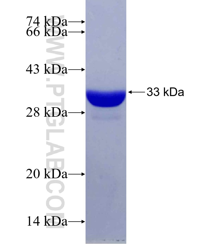 pou4f2 fusion protein Ag29432 SDS-PAGE