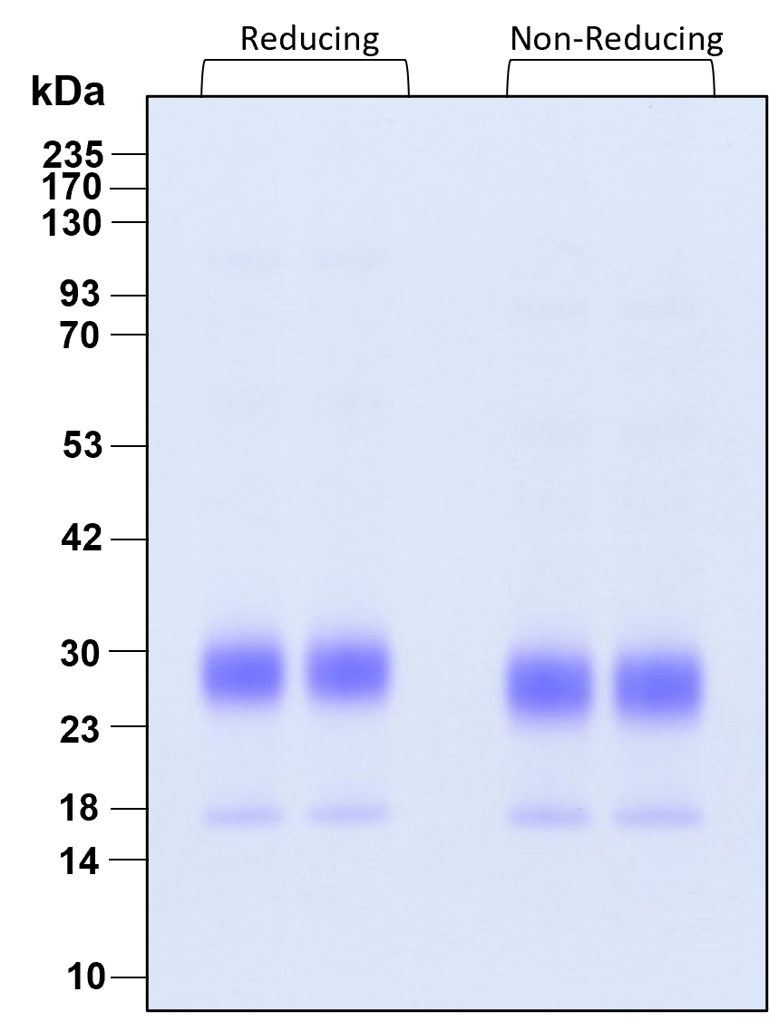 Purity of recombinant human FGF-7 was determined by SDS- polyacrylamide gel electrophoresis. The protein was resolved in an SDS- polyacrylamide gel in reducing and non-reducing conditions and stained using Coomassie blue.