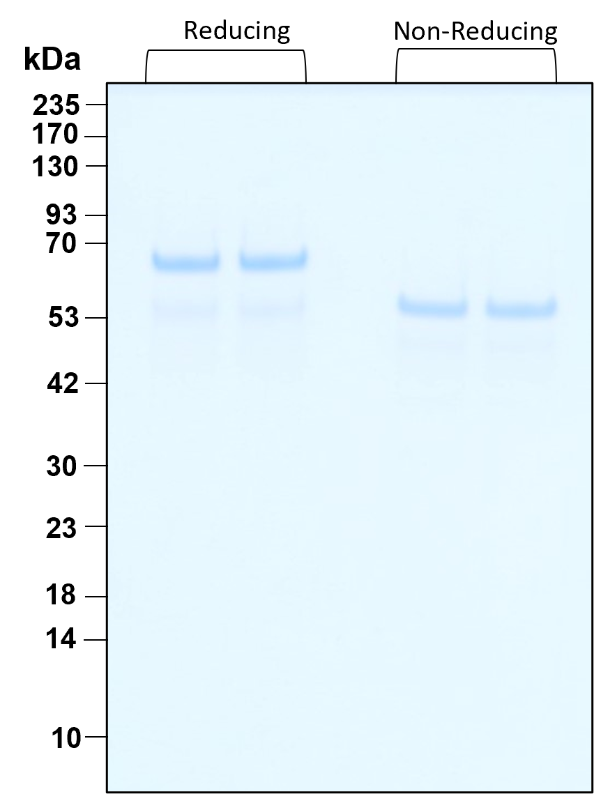 Purity of recombinant human HSA (HZ-3001) was determined by SDS- polyacrylamide gel electrophoresis. The protein was resolved in an SDS- polyacrylamide gel in reducing and non-reducing conditions and stained using Coomassie blue.