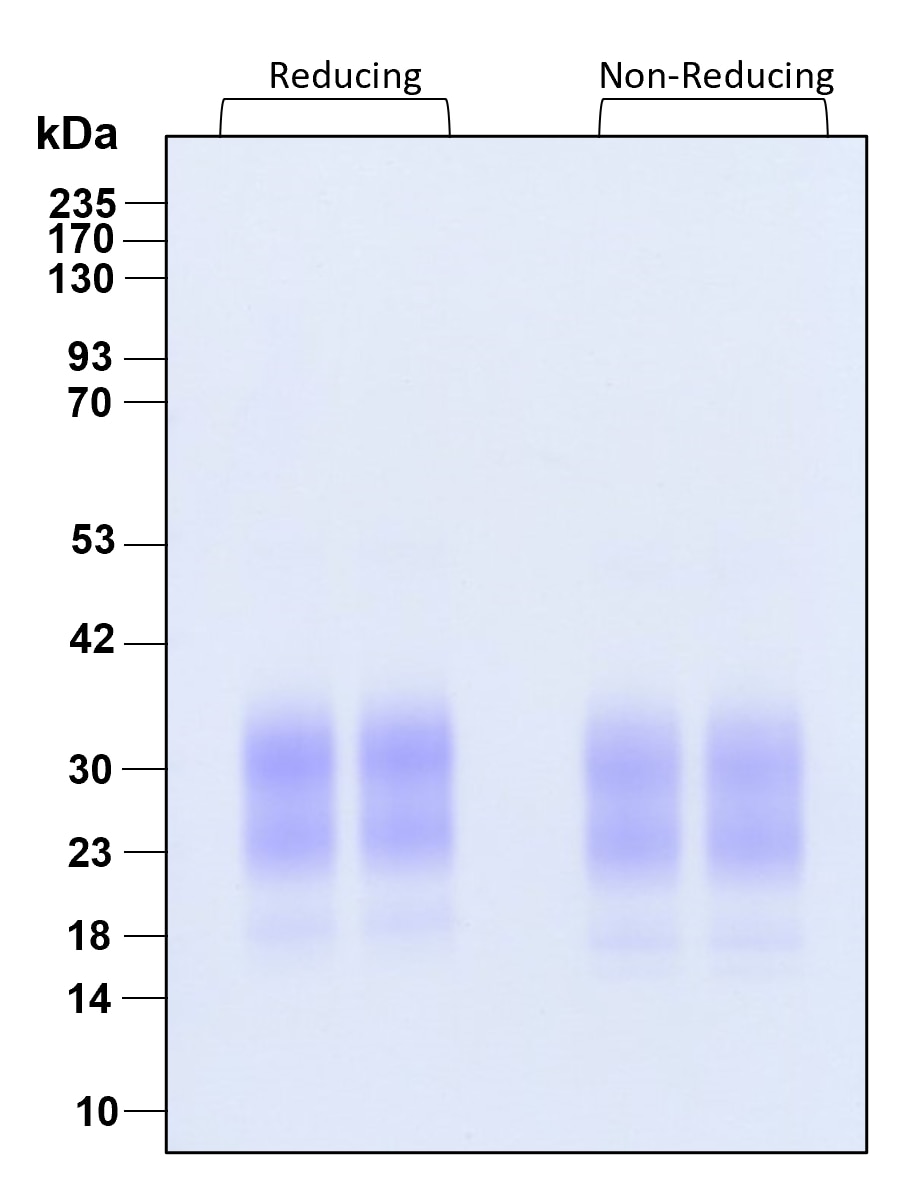 Purity of recombinant human GM-CSF was determined by SDS- polyacrylamide gel electrophoresis. The protein was resolved in an SDS- polyacrylamide gel in reducing and non-reducing conditions and stained using Coomassie blue.