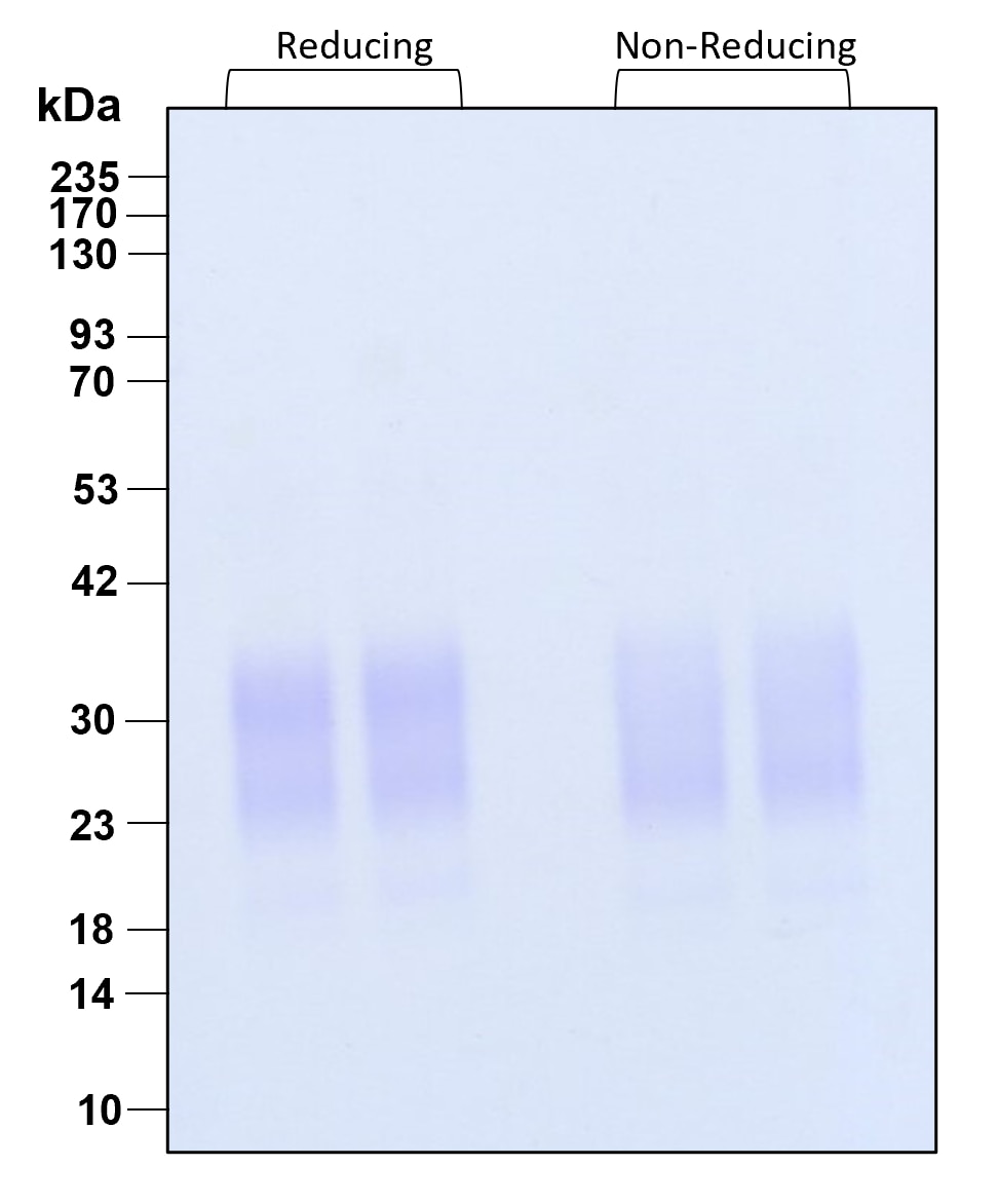 Purity of recombinant human GM-CSF was determined by SDS- polyacrylamide gel electrophoresis. The protein was resolved in an SDS- polyacrylamide gel in reducing and non-reducing conditions and stained using Coomassie blue.